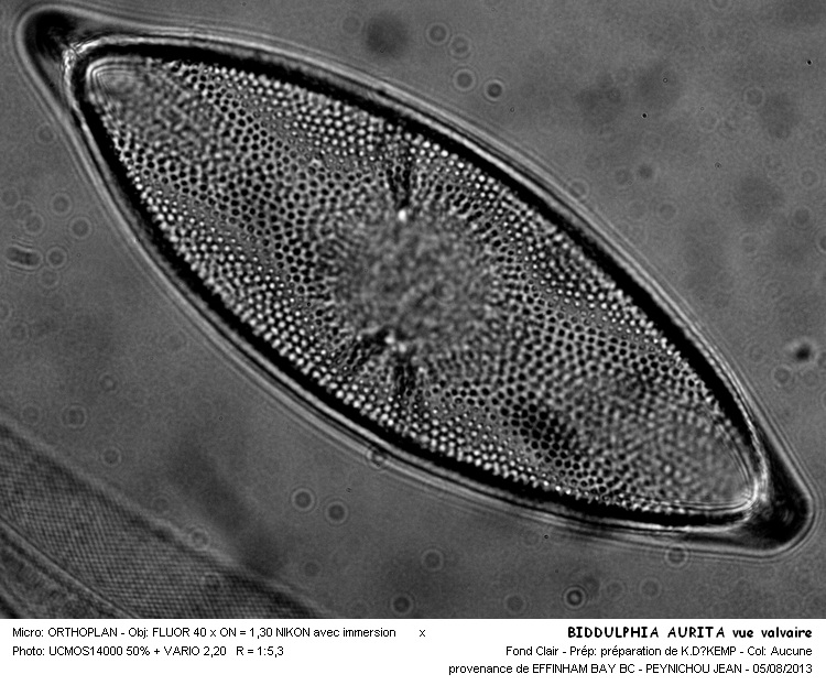 BIDDULPHIA AURITA #33077