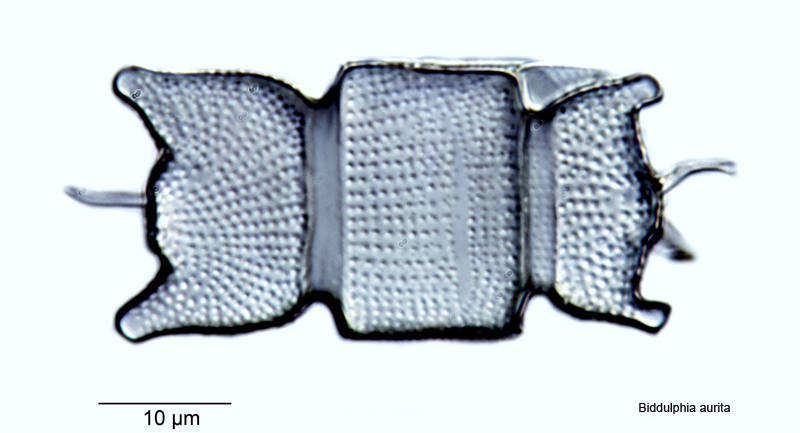 Biddulphia aurita #55310