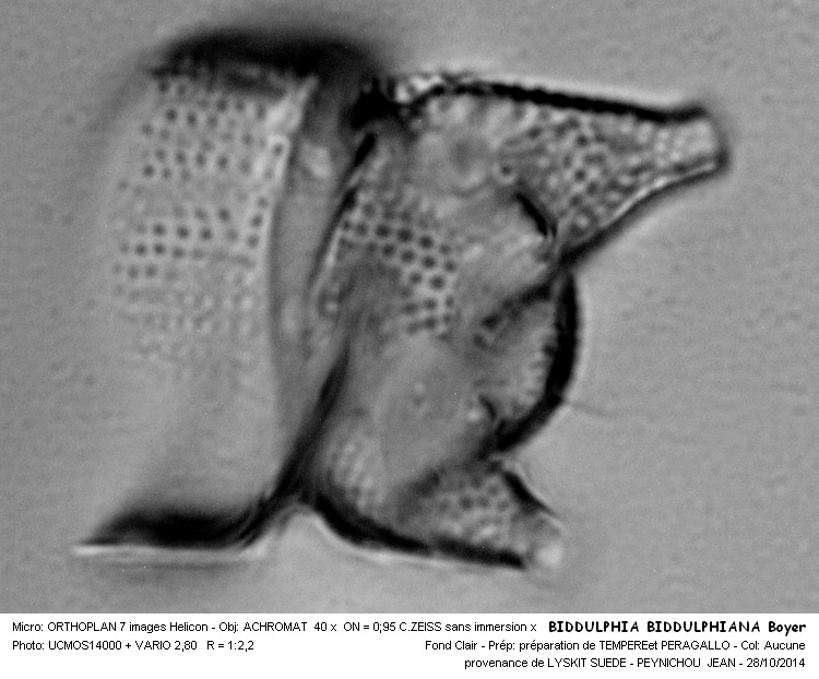 BIDDULPHIA BIDDULPHIANA Boyer #39516
