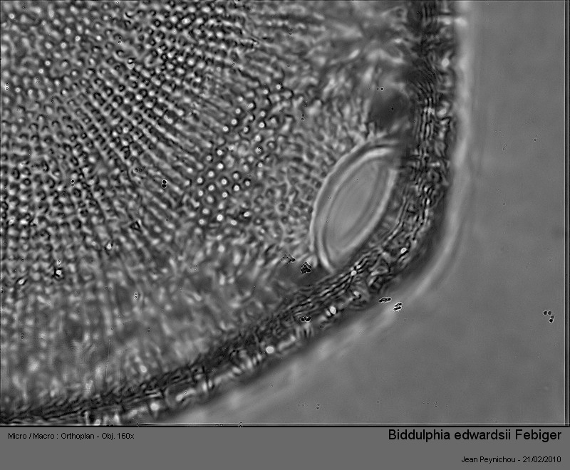 Biddulphia edwardsii Febiger #14702