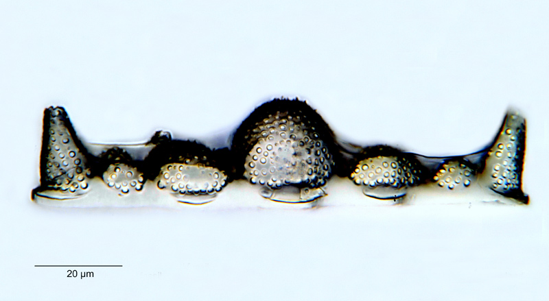 Biddulphia elegantula Greville #18750