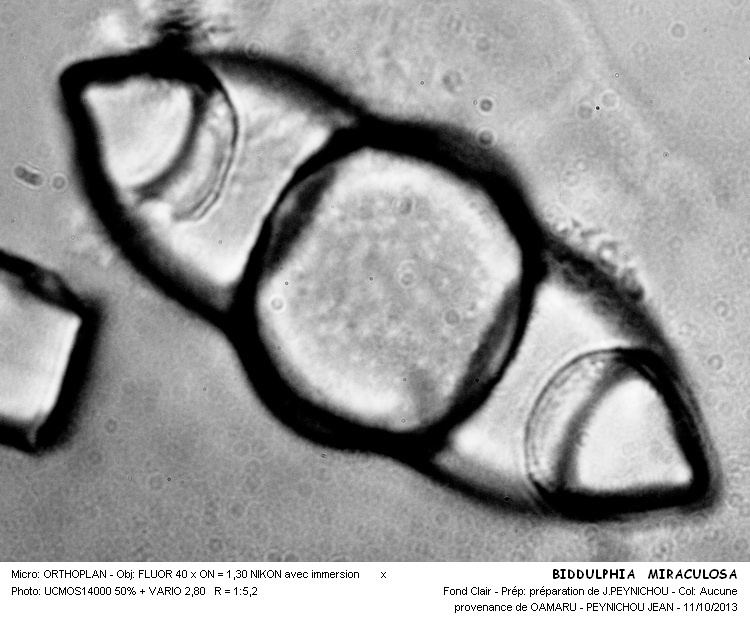 BIDDULPHIA MIRACULOSA #34241