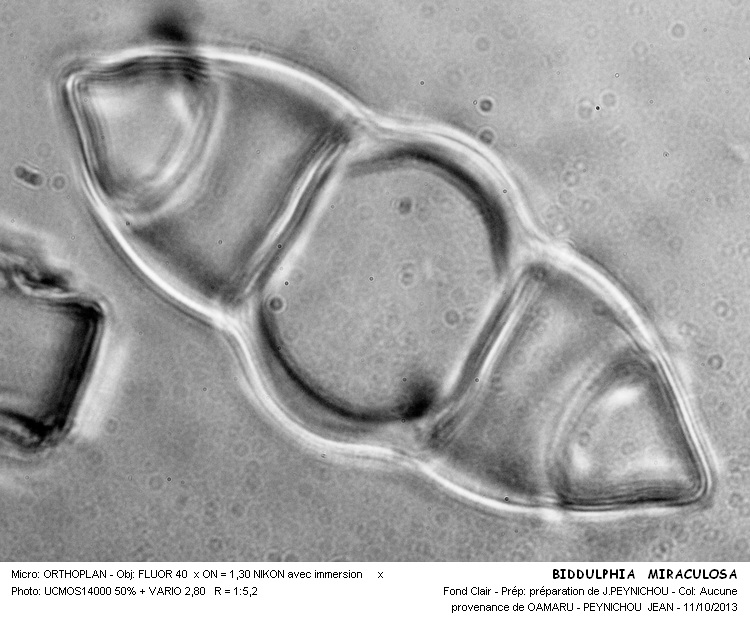 BIDDULPHIA MIRACULOSA #34240