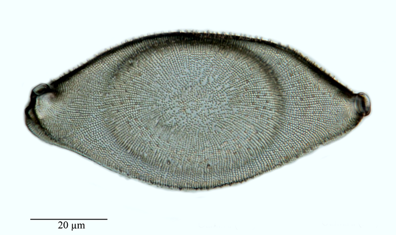 Biddulphia oamaruensis #64577