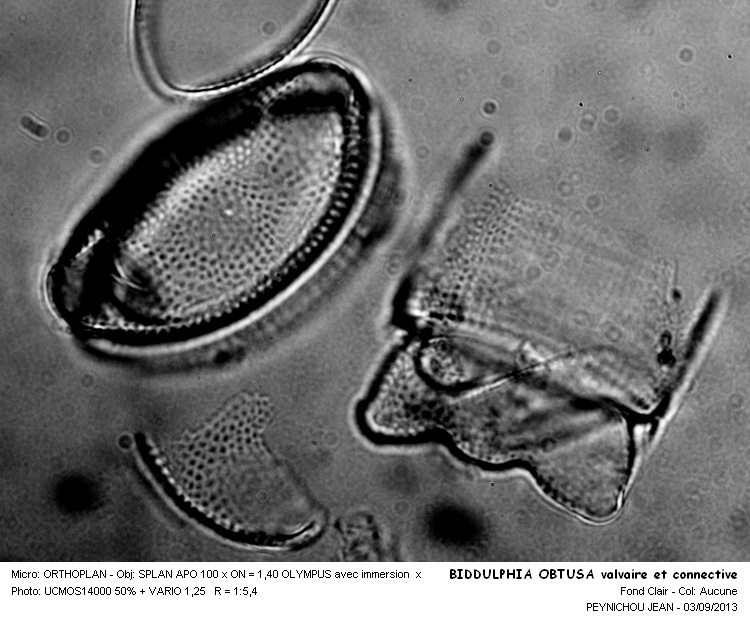 BIDDULPHIA OBTUSA #33553