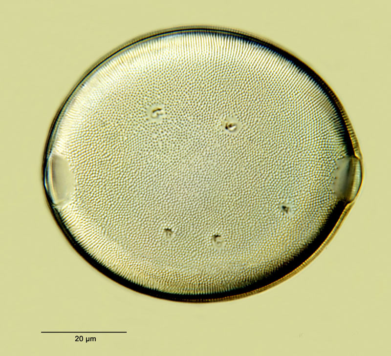 Biddulphia pangeroni (Leud.-Fortm.) Hustedt #26234