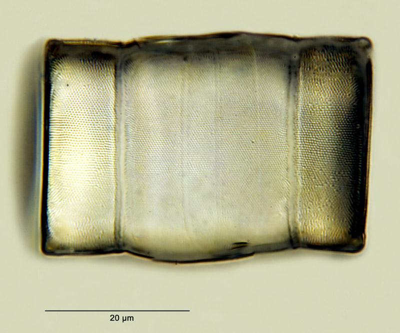 Biddulphia pangeroni (Leud.-Fortm.) Hustedt #26233