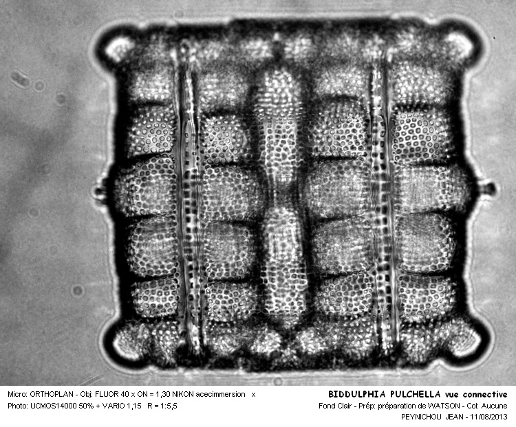 BIDDULPHIA PULCHELLA #33253