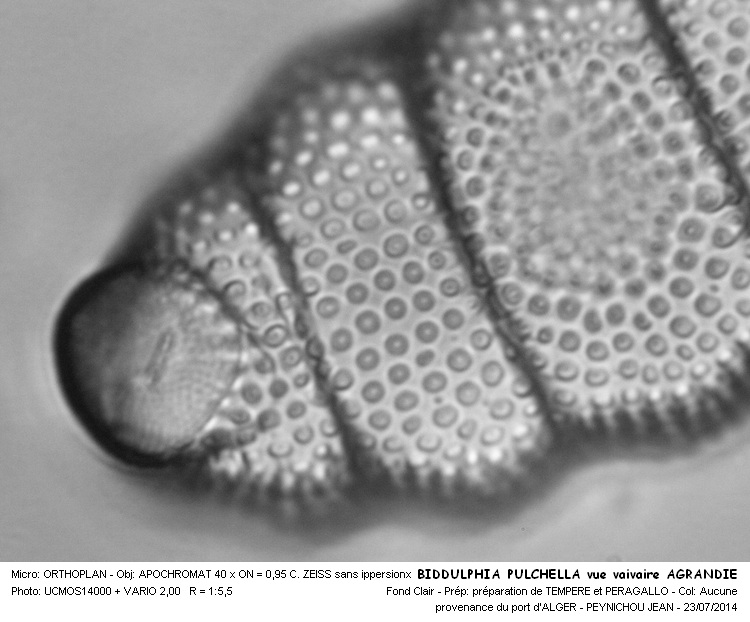BIDDULPHIA PULCHELLA #38285