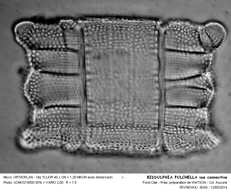 BIDDULPHIA PULCHELLA #37529