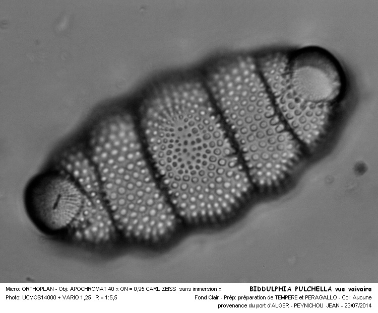 BIDDULPHIA PULCHELLA #38284