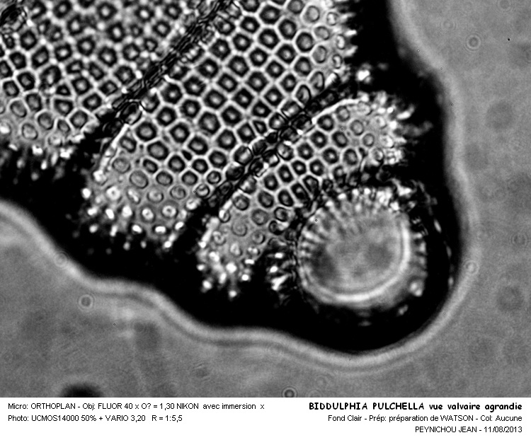 BIDDULPHIA PULCHELLA #33255