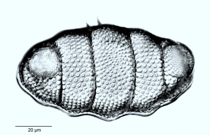 Biddulphia pulchella #55030
