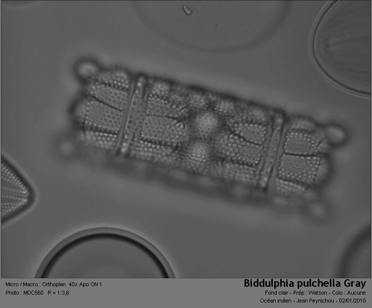Biddulphia pulchella Gray #13962