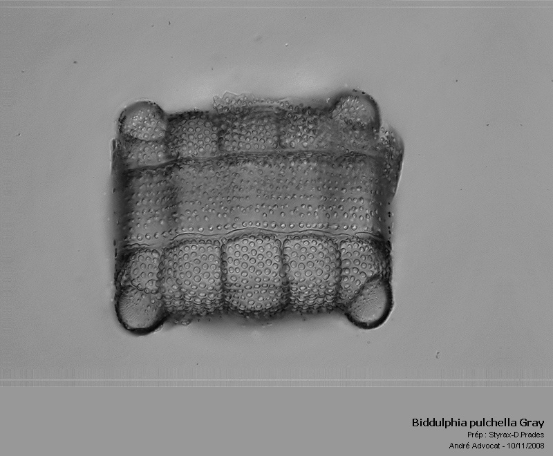 Biddulphia pulchella Gray #6755