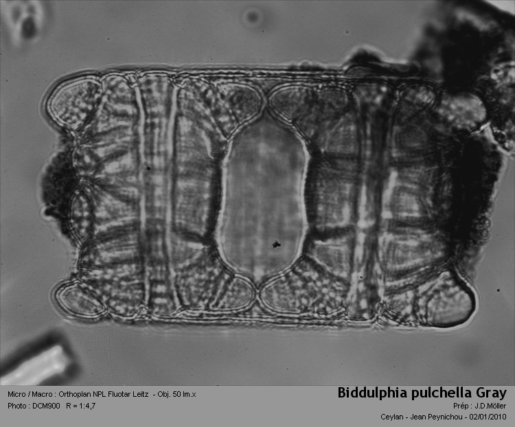 Biddulphia pulchella Gray #13961