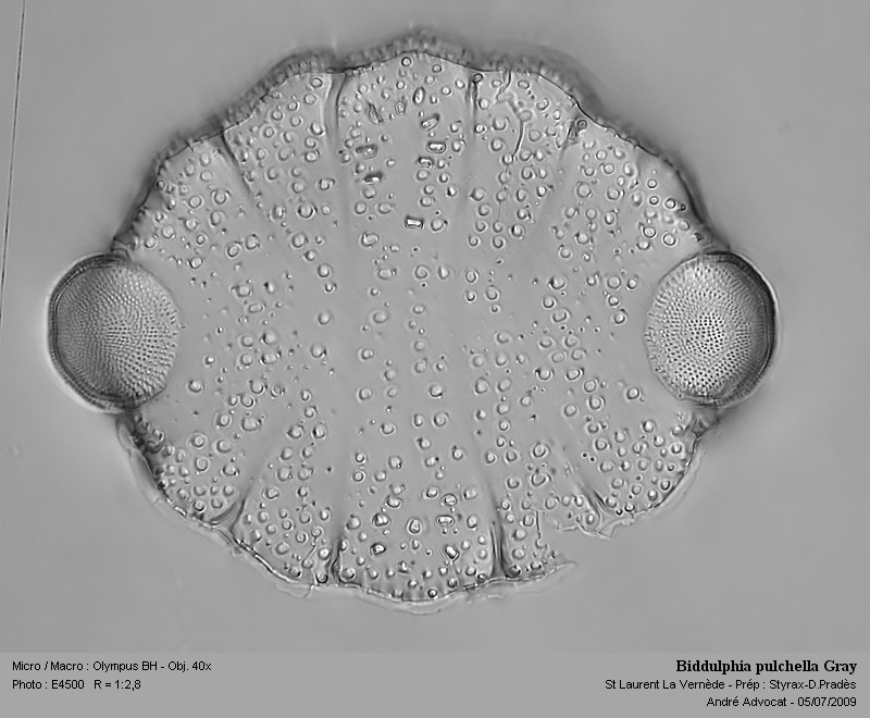 Biddulphia pulchella Gray #12157