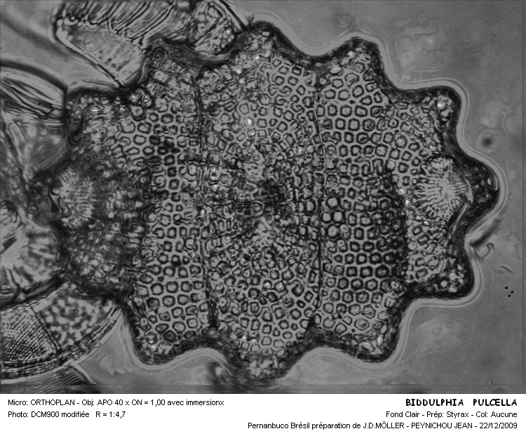 Biddulphia pulchella Gray #13841