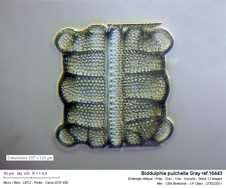 Biddulphia pulchella Grey #20901
