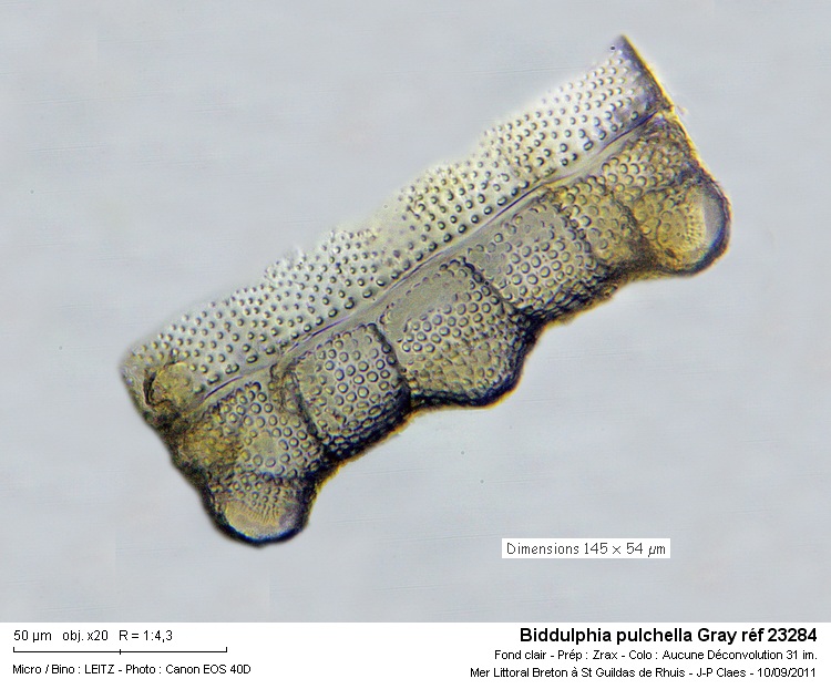 Biddulphia pulchella Gray #23918