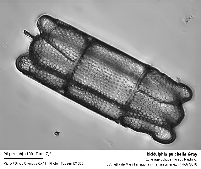 Biddulphia pulchella Gray #56632