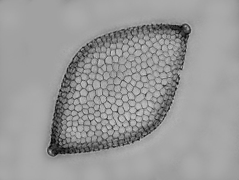 Biddulphia reticulata   Roper #35374