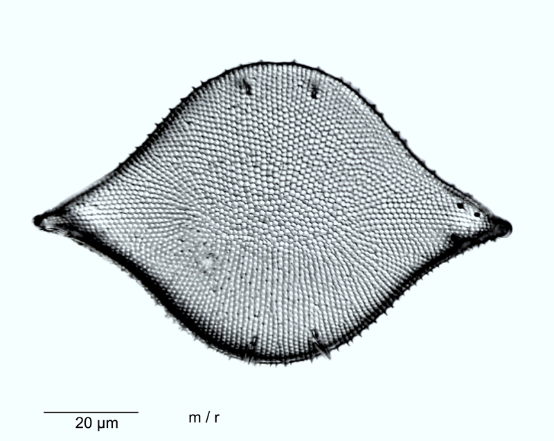 Biddulphia rhombus #48391