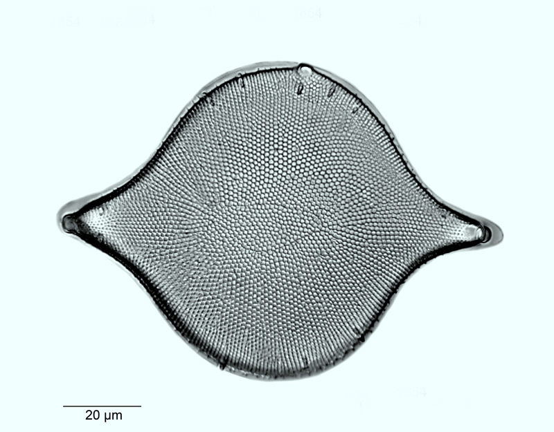 Biddulphia rhombus #55012