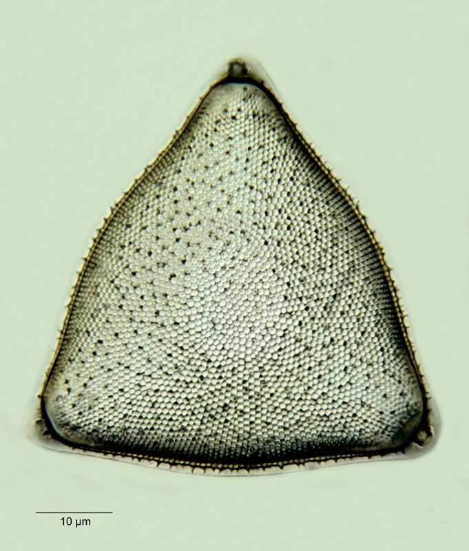 Biddulphia rhombus var. trigona #18553
