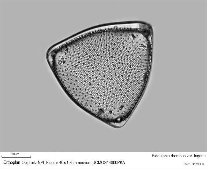 Biddulphia rhombus var. trigona #48478