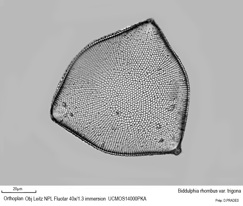 Biddulphia rhombus var. trigona #48479