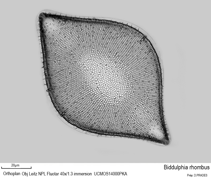 Biddulphia rhombus #48288