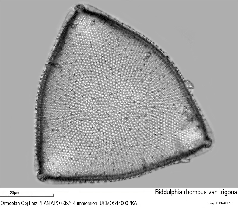 Biddulphia rhombus var. trigona #48480