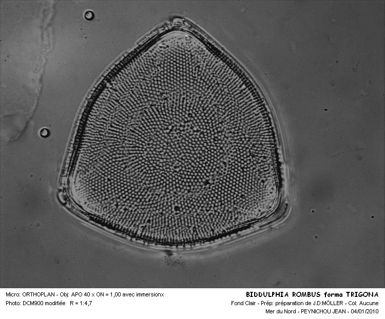 Biddulphia rhombus (Ehr.) W.Smith (et variété) #13984