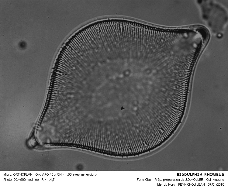 Biddulphia rhombus (Ehr.) W.Smith (et variété) #14033