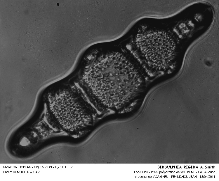 BIDDULPHIA RIGIDA A.smith #31324