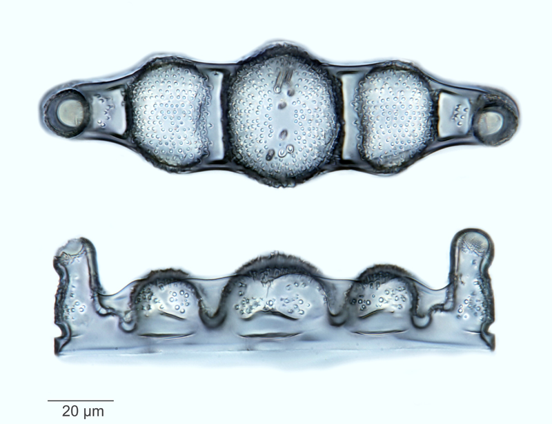 Biddulphia rigida #52755