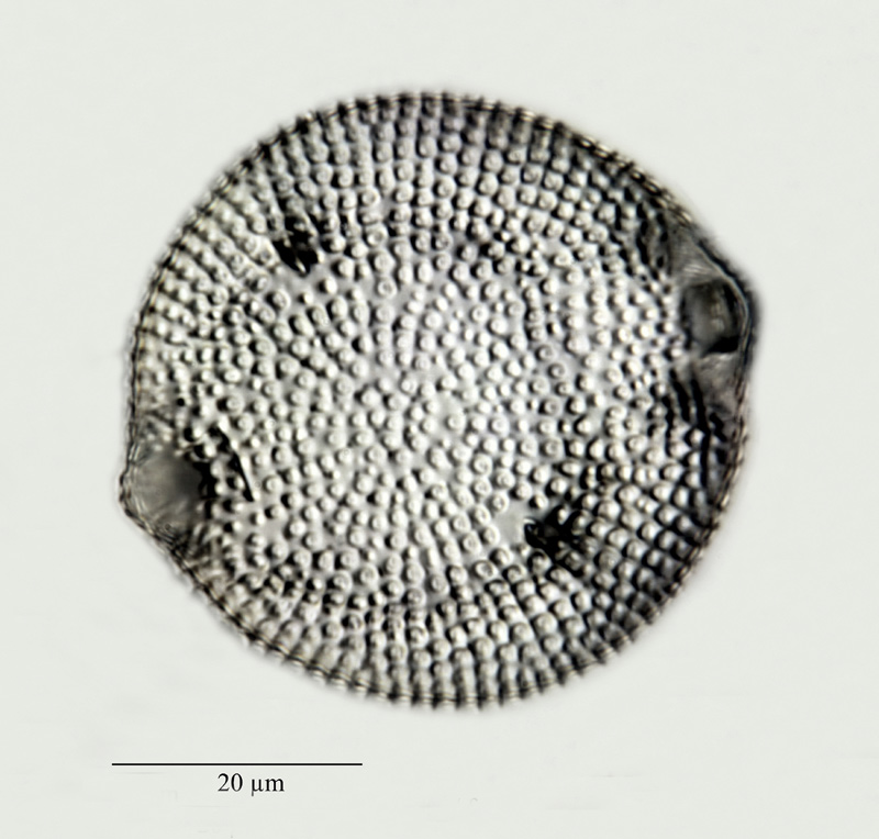 Biddulphia suborbicularis Grunow #24553