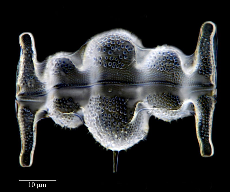 Biddulphia tuomeyi #73564