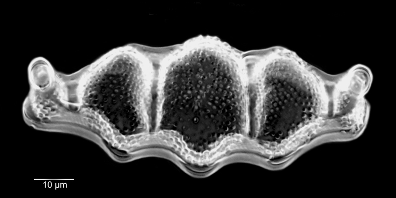 Biddulphia tuomeyi #69590