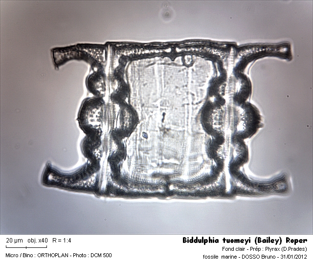 Biddulphia tuomeyi #25646