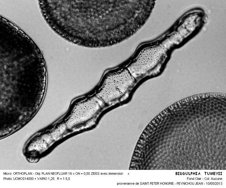 BIDDULPHIA TUOMEYII #31008