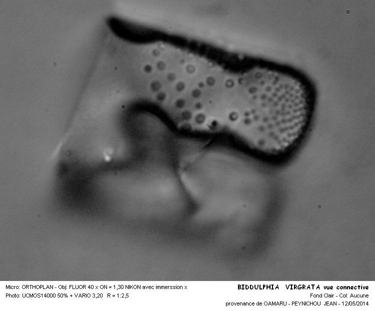 BIDDULPHIA VIRGRATA #37527