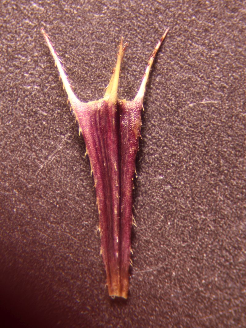 Bidens cernua - Bidens penché #72325