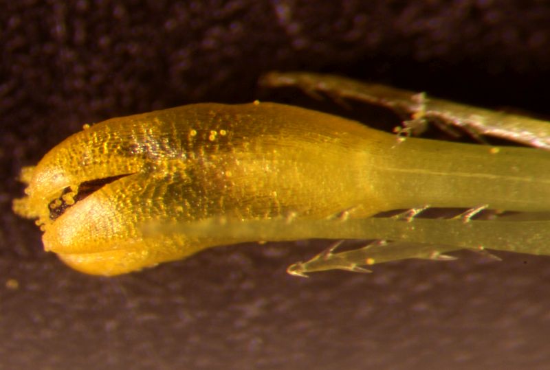 Bidens cernua - Bidens penché #72323