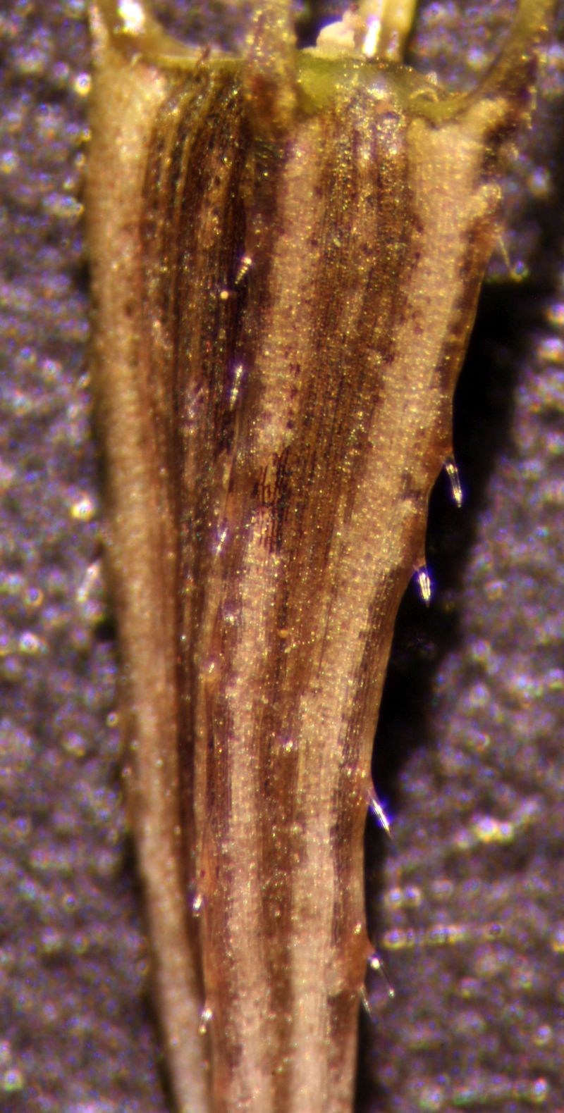 Bidens cernua - Bidens penché #72327