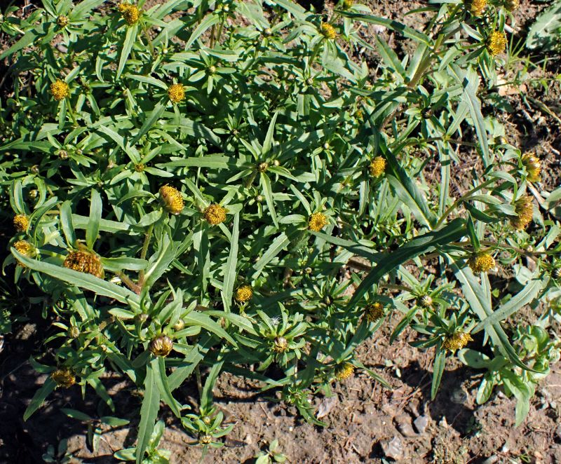 Bidens cernua - Bidens penché #72313