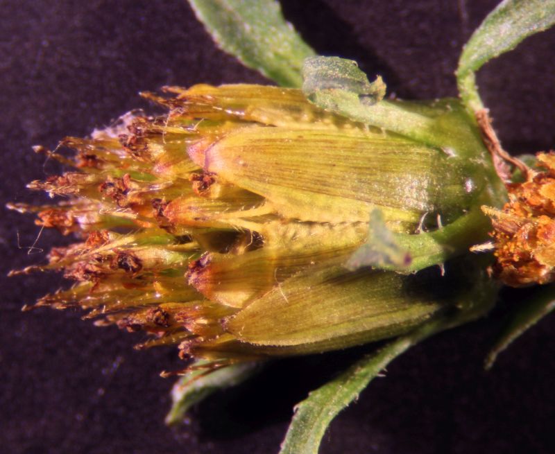 Bidens frondosa #71983
