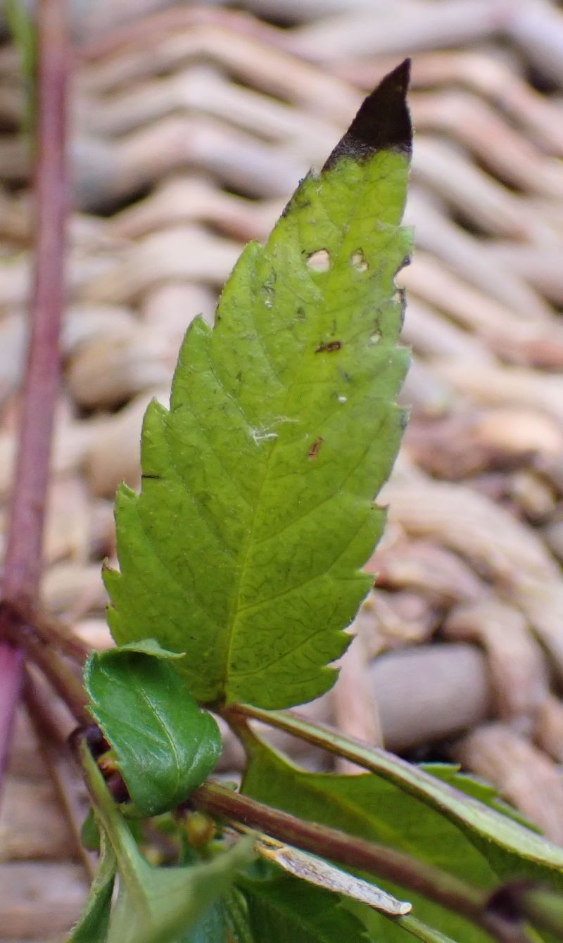 Bidens frondosa #71984