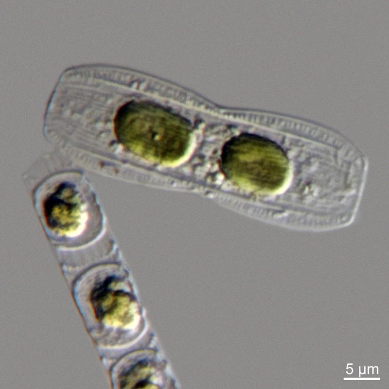 Biremis ambigua (Cleve) D.G.Mann #47974